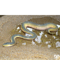 گونه مار دریایی نوک دار Beaked Sea Snake